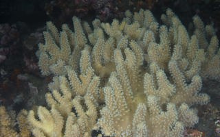 多指指形软珊瑚Sclerophytum polydactylum (Ehrenberg, 1834)