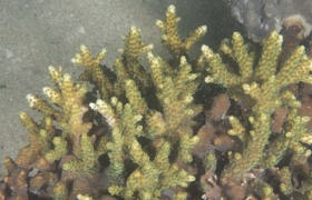 隆起鹿角珊瑚Acropora tumida (Verrill, 1866) 