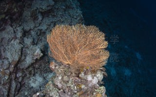 柔软网扇珊瑚Annella mollis (Nutting, 1910) 