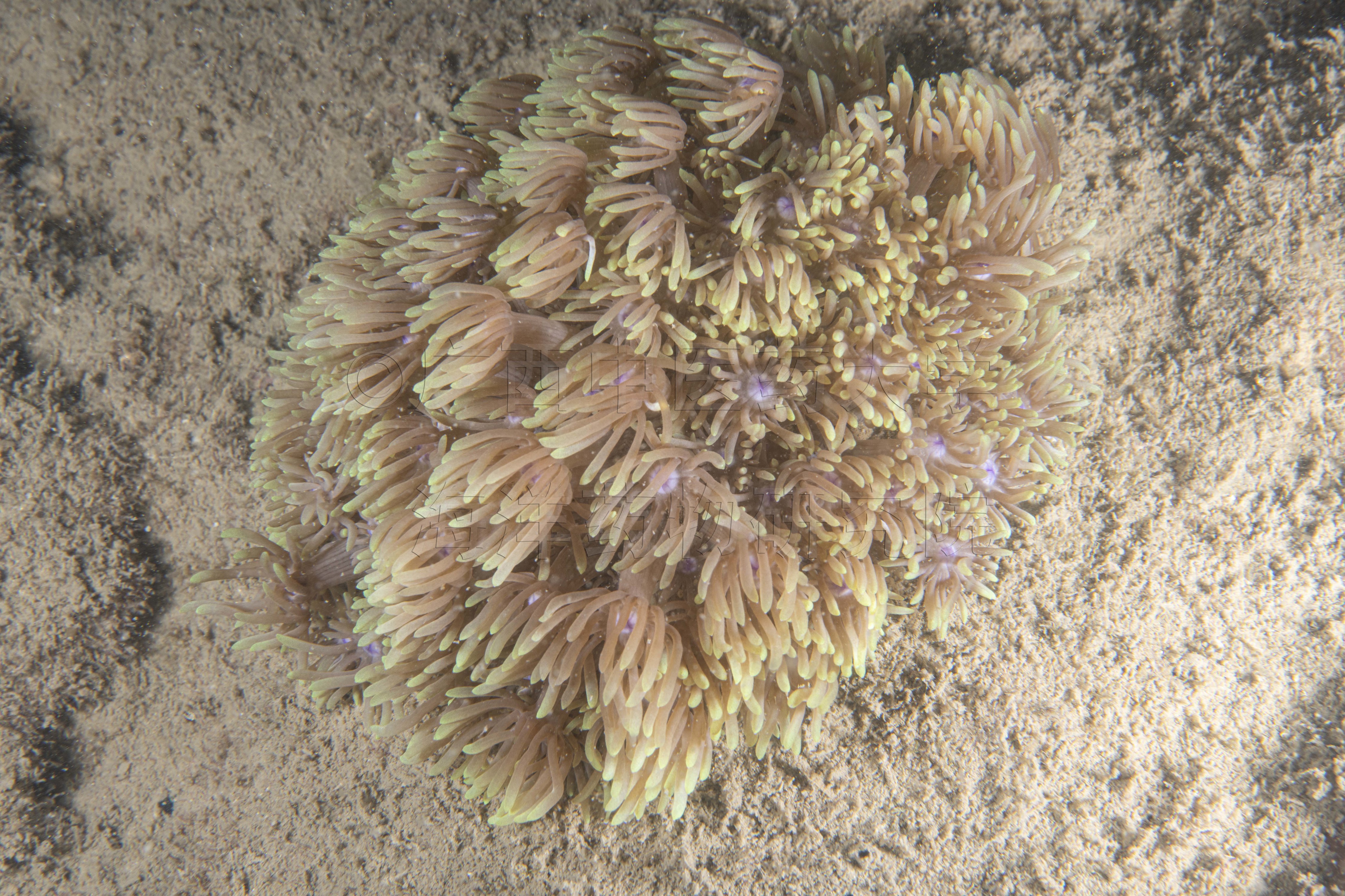 Goniopora djiboutiensis Vaughan, 1907