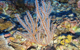 小疣软柳珊瑚Subergorgia koellikeri Wright & Studer, 1889