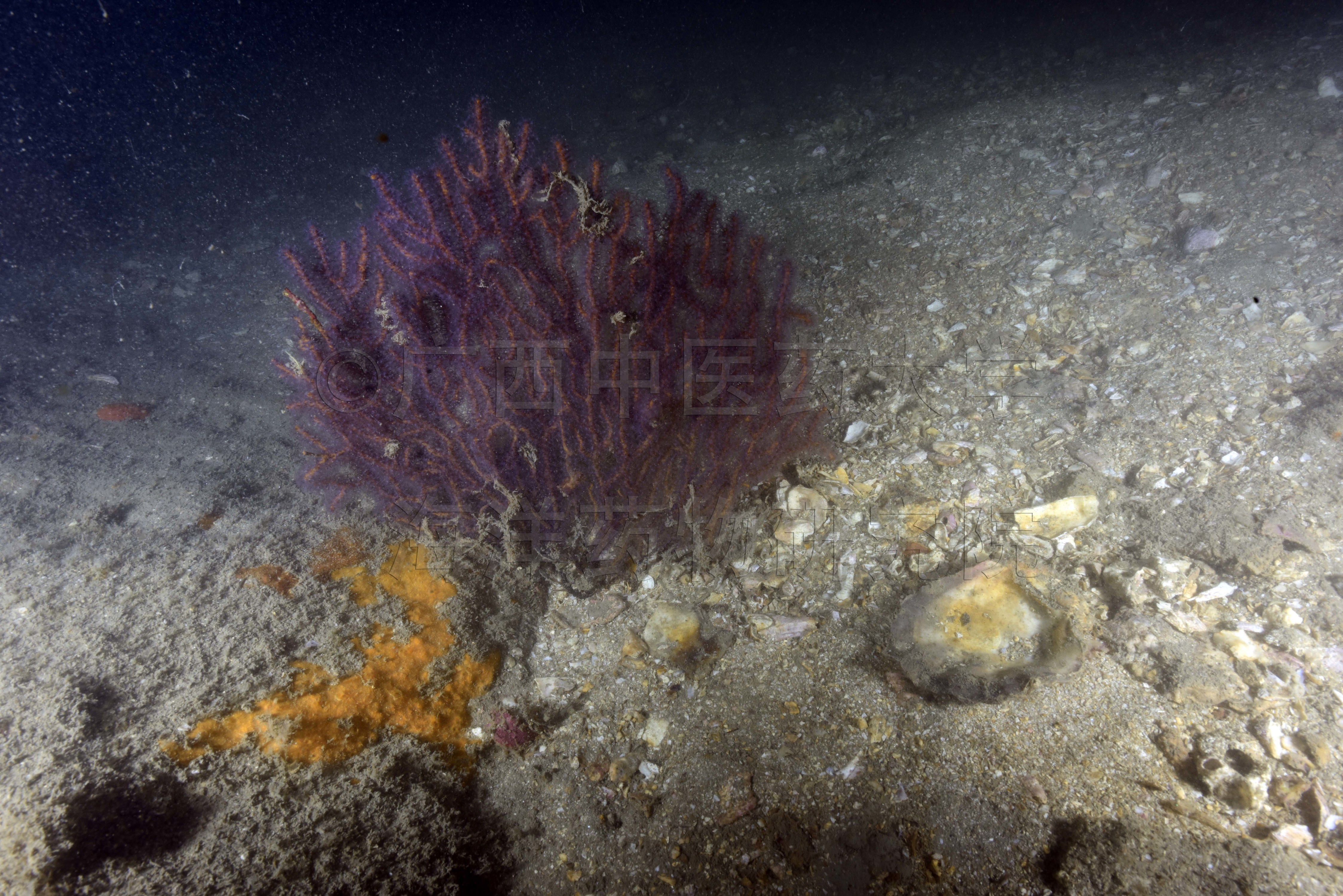 Trimuricea omanensis Samimi-Namin & van Ofwegen, 2016